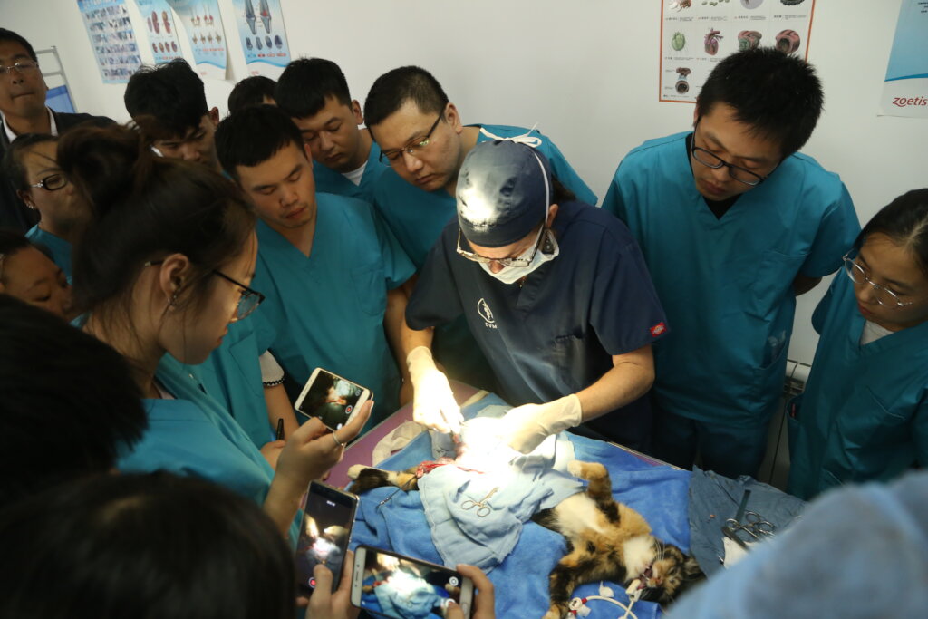 Growing Our Spay/Neuter Initiative in China!