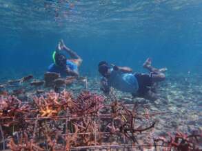 Divers transplanting corals to safety of genebank