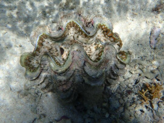 Giant Clam  photo by Austin