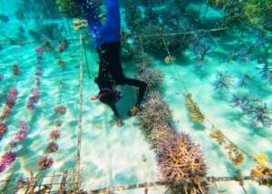 Snorkler tending coral nursery