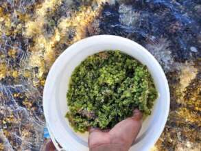 Seagrapes harvested by local youth & me  Figure 6