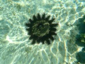 COTS roams reef floor--unable to climb platforms