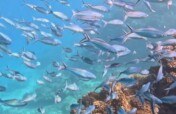 Race to Save Fiji's Coral Reefs with Genebanks