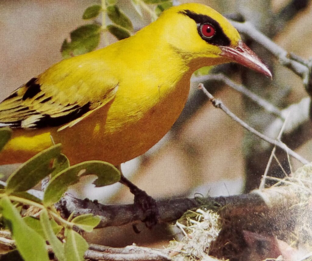 African golden aureole