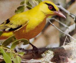 African golden aureole