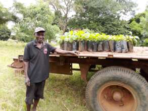 Tree saplings, ready to be planted in Nhamacoa