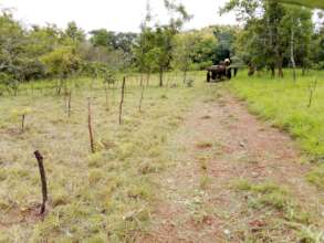 Small trees planted in Nhamacoa