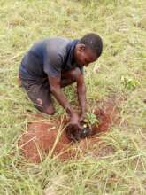 Tree planting at Nhamacoa Forest