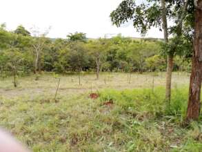 Young trees at Nhamacoa