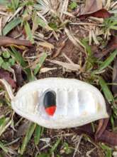 Chanfuta seed pod on the ground
