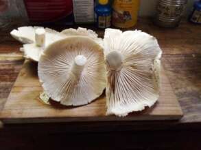 Wild mushrooms provided vital support