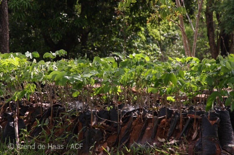Trees for Mozambique: Give Wildlife a Home