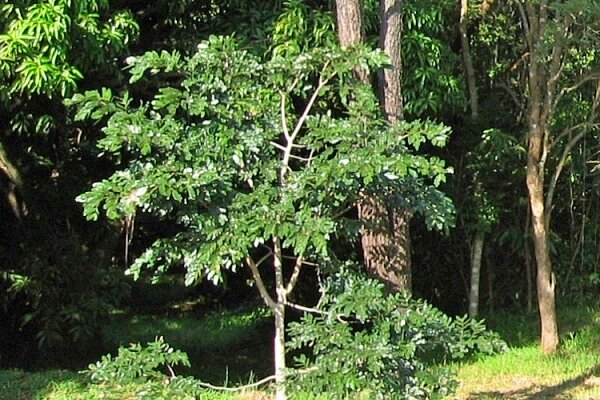 Trees for Mozambique: Give Wildlife a Home