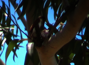 Rare female Vanga at the nest