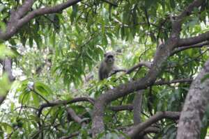 Young Vervet monkey