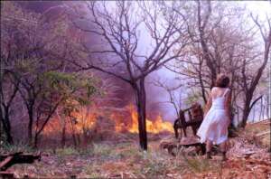 Bush fire threatens the forest