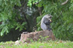 Samango monkey in Nhamacoa forest