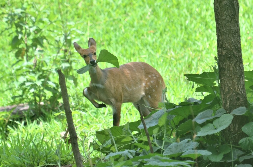 Wildlife finds its way to Nhamacoa forest
