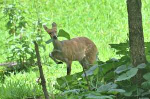 Wildlife finds its way to Nhamacoa forest