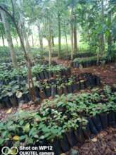 Tree nursery in in Nhamacoa forest