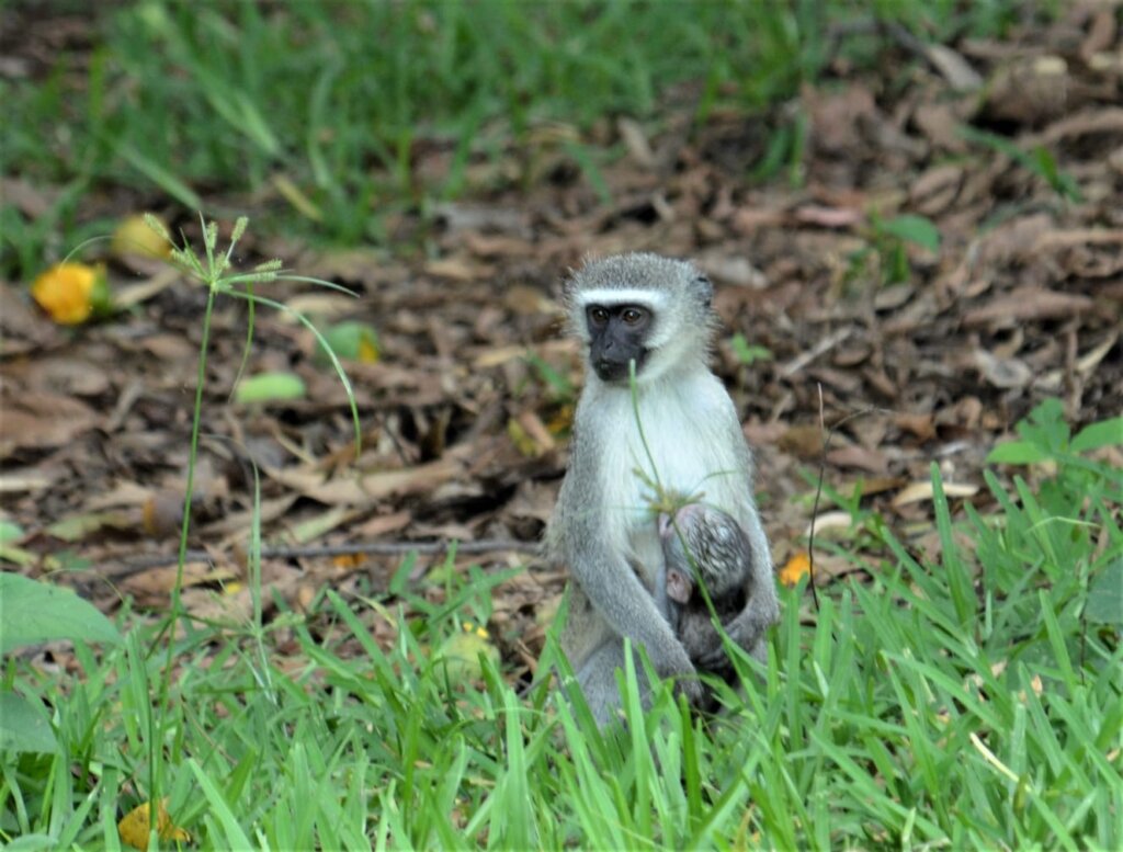 Vervet monkey in Nhamacoa forest