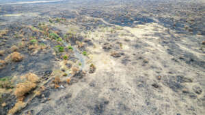 3 days post fire