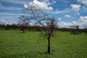 Mutara - May 2025