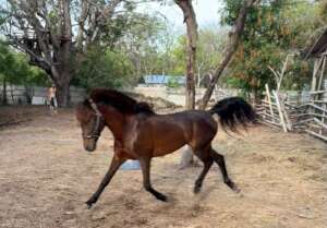 Chocolate the dressage pony