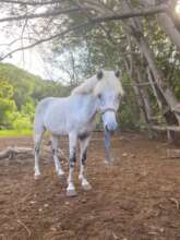 Rainbow enjoying paddock life