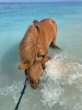 Mamba loves regular beach walks
