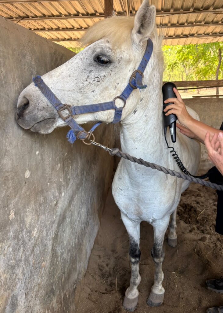 Rainbow enjoying a massage