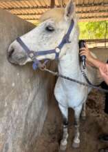 Rainbow enjoying a massage