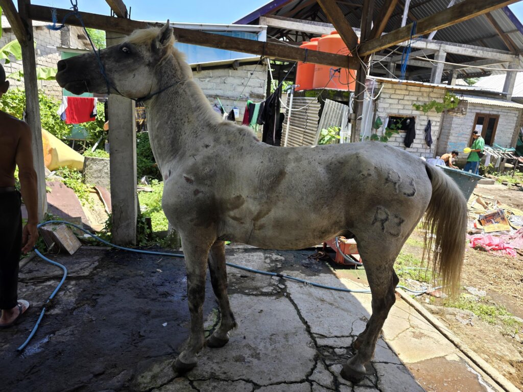 Pony Retirement Fund: Time for the Heroes to Rest