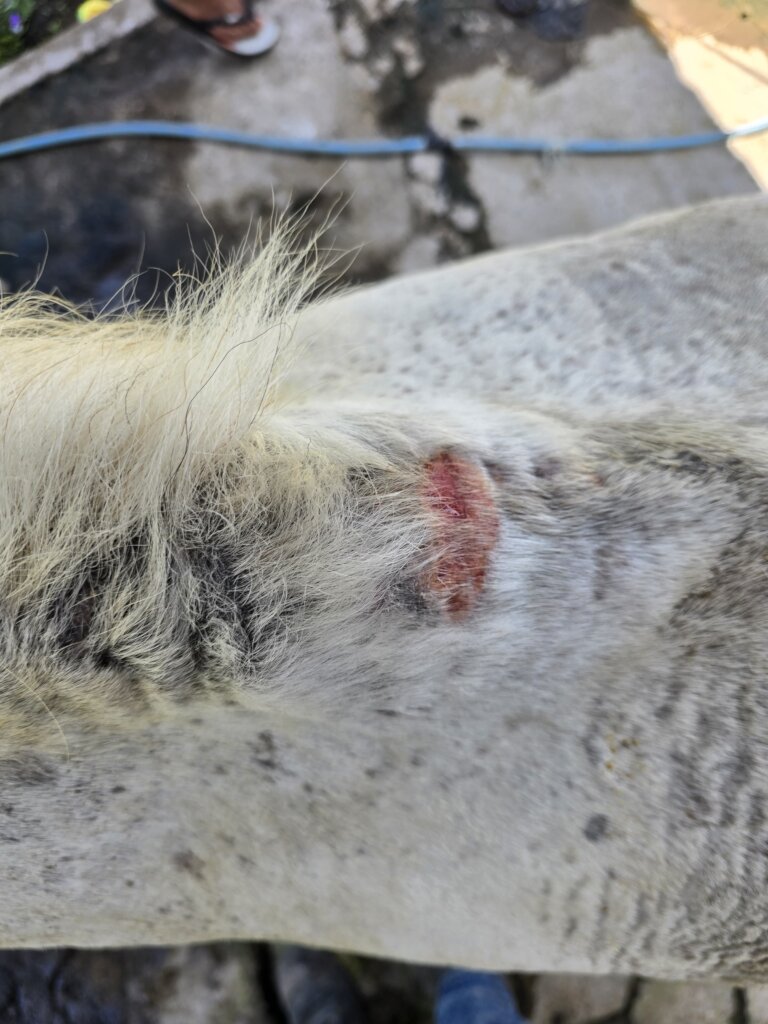 Pony Retirement Fund: Time for the Heroes to Rest
