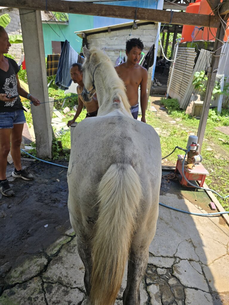 Pony Retirement Fund: Time for the Heroes to Rest