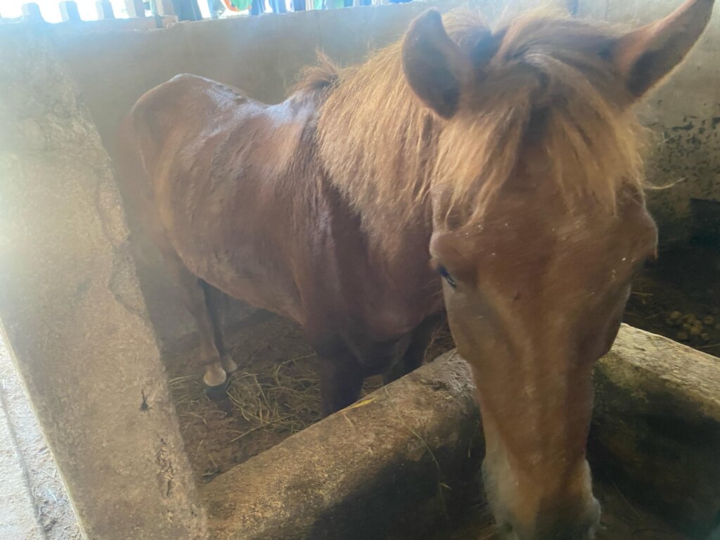 Pony Retirement Fund: Time for the Heroes to Rest