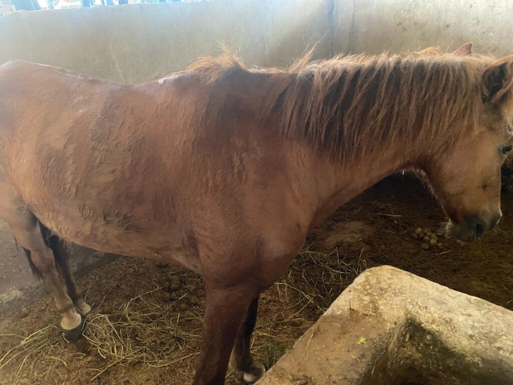 Pony Retirement Fund: Time for the Heroes to Rest