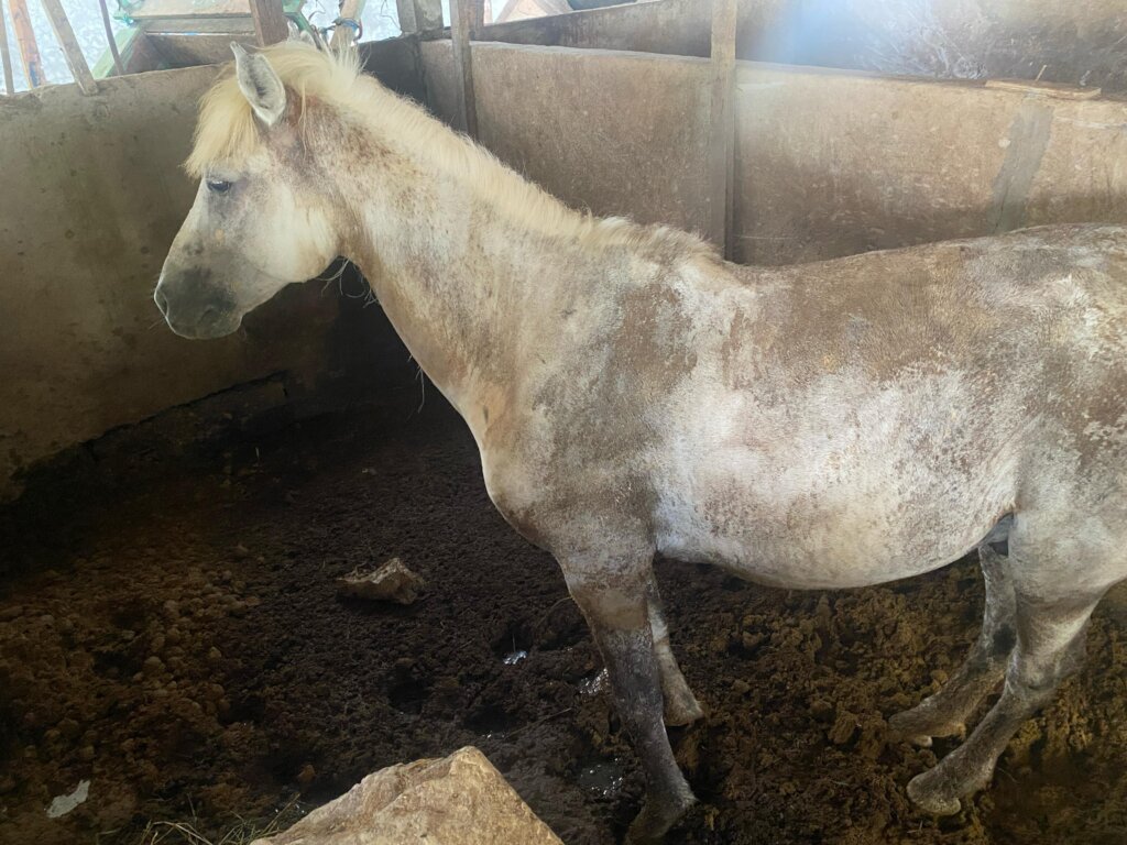 Pony Retirement Fund: Time for the Heroes to Rest