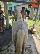Poor body condition