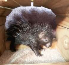Porcupine