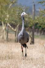 Blue Crane