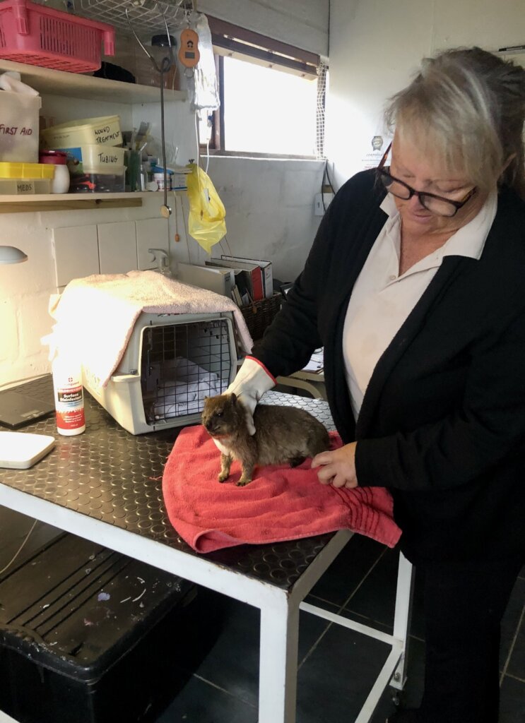 Save Wildlife at Western Cape's Only Rescue Centre