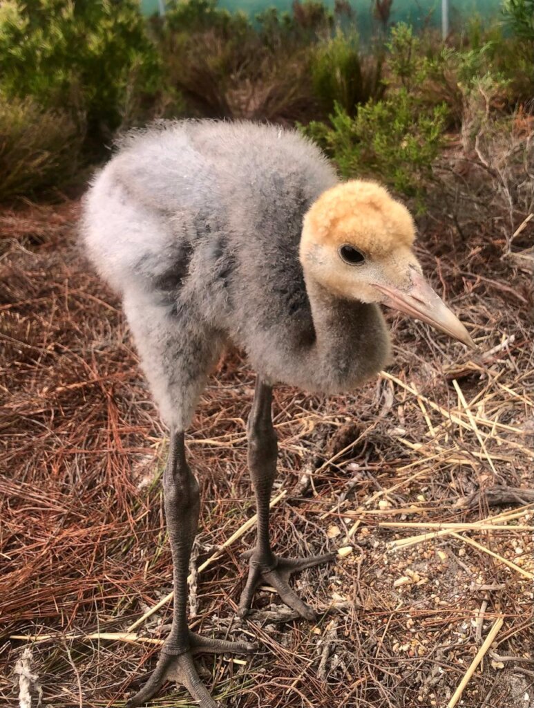 Save Wildlife at Western Cape's Only Rescue Centre