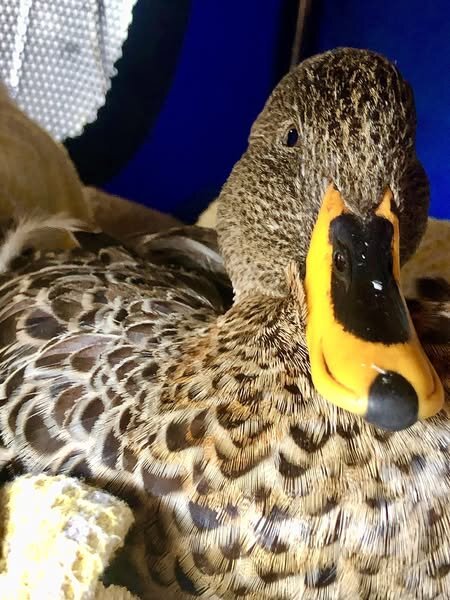 Save Wildlife at Western Cape's Only Rescue Centre