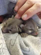Baby Genets