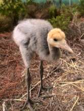 Blue Crane Chick