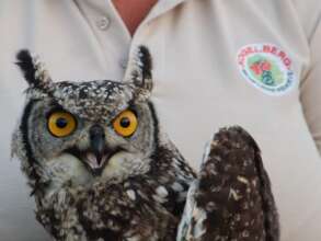 Save Wildlife at Western Cape's Only Rescue Centre