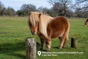 New Forest Pony, New Forest National Park
