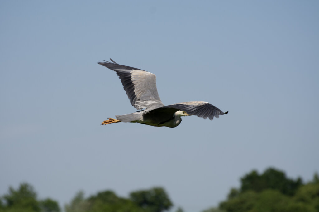 Save Wildlife in British National Parks