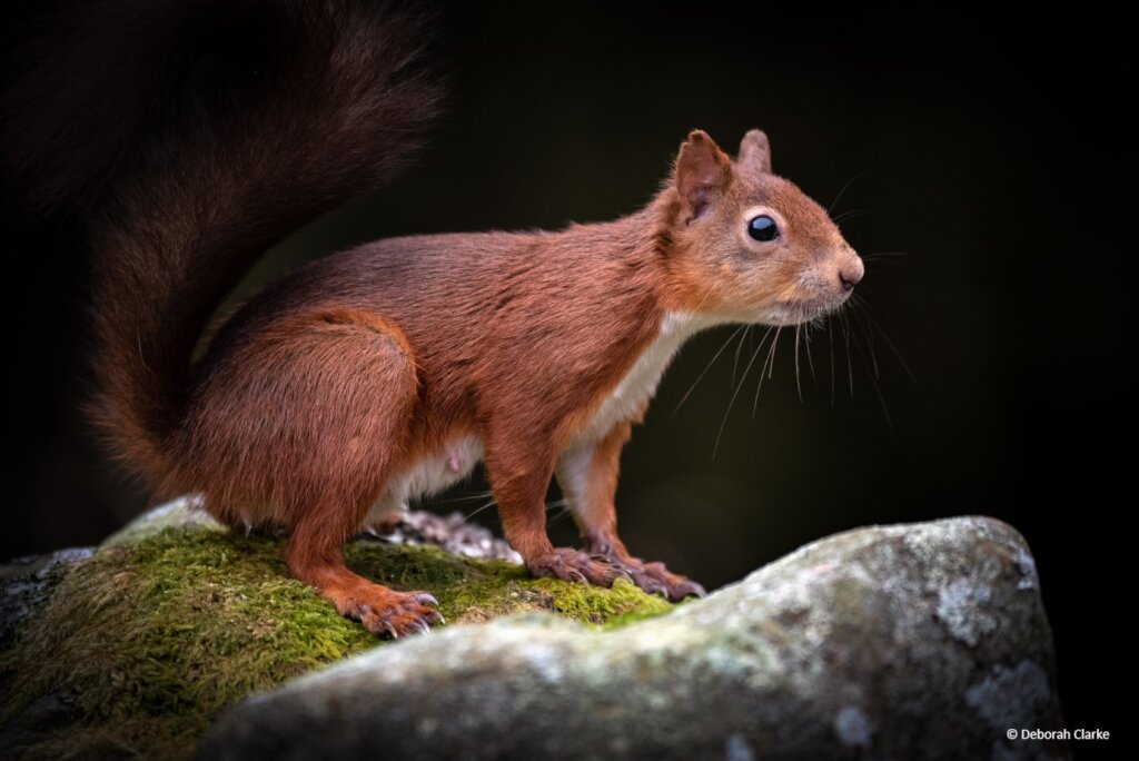 Save Wildlife in British National Parks